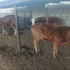 окуз сыгыр туве