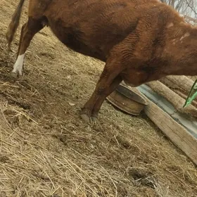 9саны сыгыр