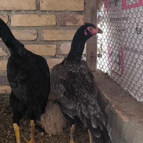 бойцов яйца