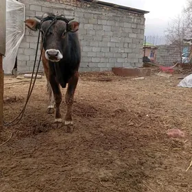 TUWE GOLE.    OKÜŽÇE