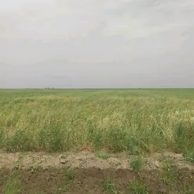 Gyssagly 23 gektar yorunja yer