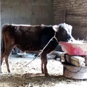 Tohum Öküz 8 aýlyk