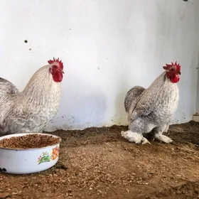 kohintin karlikowyÿ