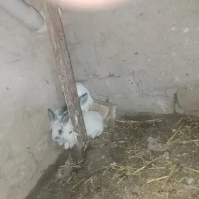 ARASSA WELİKAN ÇAGLARY SATLYK