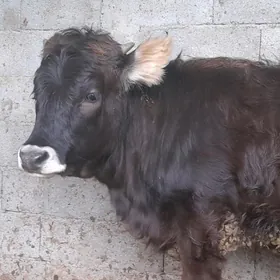 ŞWES TUWE TUWE TOHUM