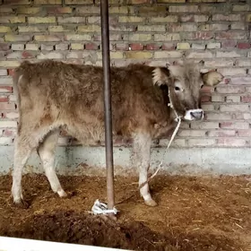 Öküz Tohum Şiwet 10 aýlyk