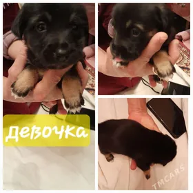 В добрые руки щенки