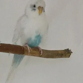 волнистый попугай САМКА