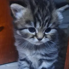 poroda(tohum)pishijekler