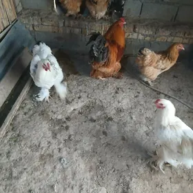 ак брама хоразлар