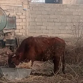 öküz 5sany gysyr sygyr 2sany