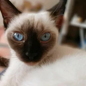 Сиамка в добрые руки