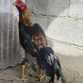 Tasgent horaz yasyny alan