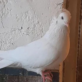 kepderi голуби