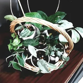 Хойи, восковой плющ