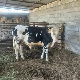 Simental Bakylan  Okuz