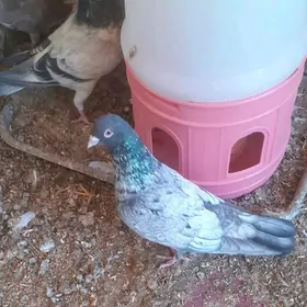 kepderi голуби