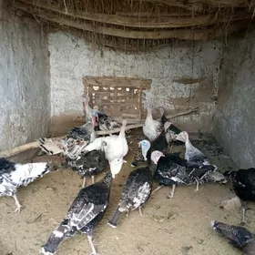 induk. hindiguş. индюк