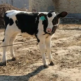 Simental galysteyin okuzce