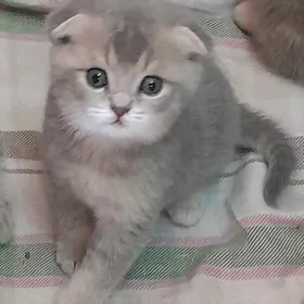 шотландские шиншиллы