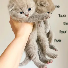 шотландцы лиловый окрас