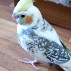 карелла karella popugaý