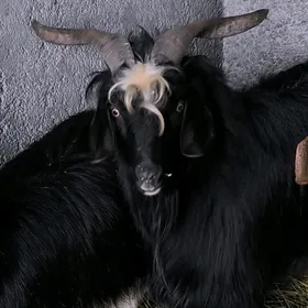 Teke biçilmedik daýow mal