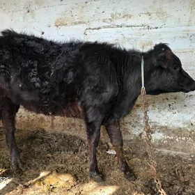 sygyr tuwe cornypyostyr