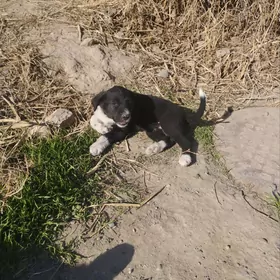 küçük- Щенки