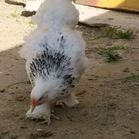 Paroda Tawuk yumurtga 