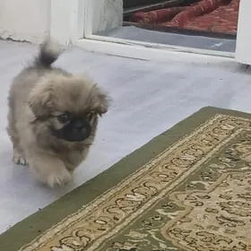 gújik it pekines