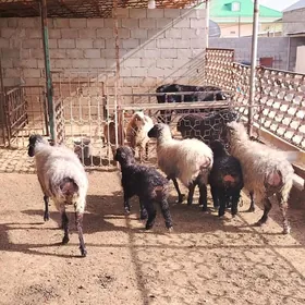 Semiz guzyly goýunlar