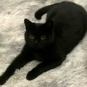 pisik кошка шотлан