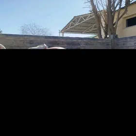 DERS GUM MITI SEMENT KERPIÇ