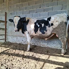 Okuz Golishteyin 1 yashan