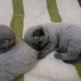 котята веслоухие