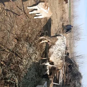 Göleli sygyr сыгыр голе