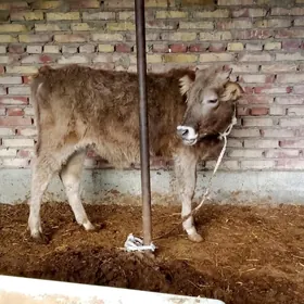 Tohum Öküzler Şiwet 2 sanak