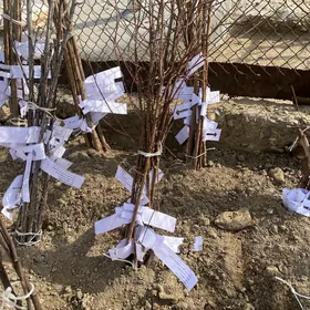 satlyk nahal (şitil)