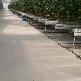 parnyga işgär gerek