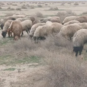 guzuly we bogaz goyunlar