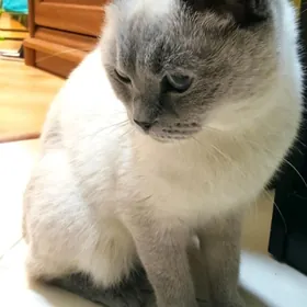 Сиамская кошка