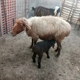 Guzuly goyun sagdynmal