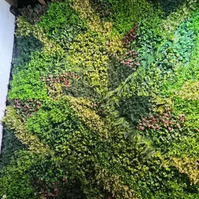 Stena asylyan otlar, Otlar