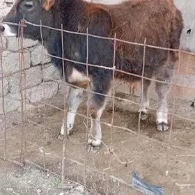 gibirit öküz mişga