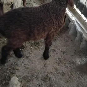 A GUZLI GOYUN GURATJA