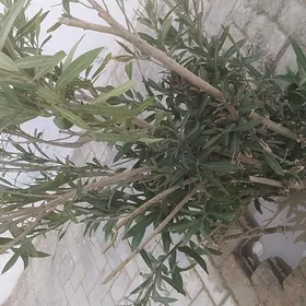 Nahal kökli Haýlandyr.