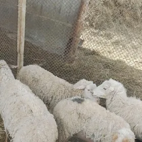 merenos goyun guzyly