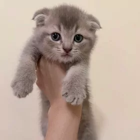 Шотландский вислауха