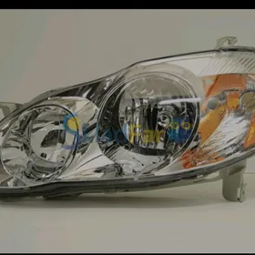 Fara 05 corolla arginal